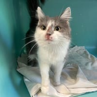 AVRIL, chatte à adopter