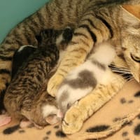 Titou, chat à adopter