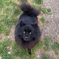 ADELA PAA24209 (vrai nom : Nala), chienne à adopter