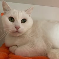 BEBELLE, chatte à adopter