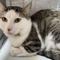 Gallo, chat à adopter