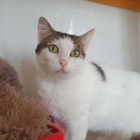 Petite Fleur, chatte à adopter