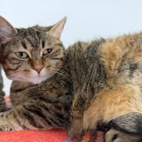 caliko, chatte à adopter