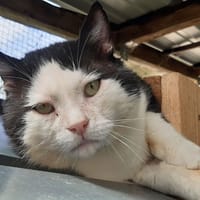 Jackpot, chat à adopter