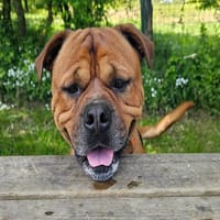 Malo, chien à adopter