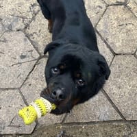 KODA OAA19314, chien à adopter