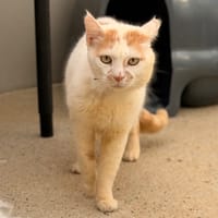 CHIC, chat à adopter