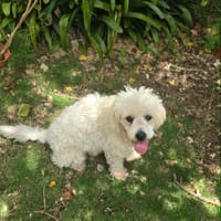 Loulou Boule d'amour, chien à adopter