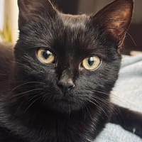 Minuit, chatte à adopter
