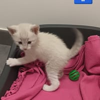 Blancho, chat à adopter