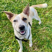 Jaya, Femelle, X Berger, née le 01/02/2025 🐶, chienne à adopter