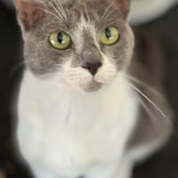 ELISA, chatte à adopter