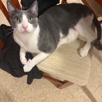 ORION, chat à adopter