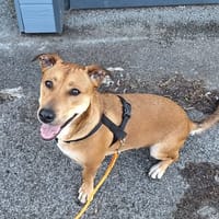 Bosko, Mâle, X Berger né le 10/12/2024, chien à adopter