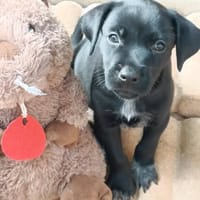 Lucrèce, femelle, Berger, née le 13/02/2026, chienne à adopter