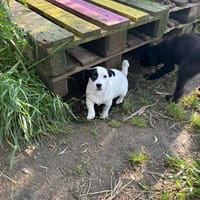jessica, chienne à adopter