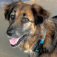 BOBBY, un créole sensible et délicat, chien à adopter