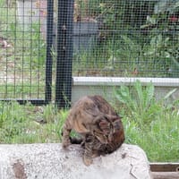 KIWI jeune chatte, chatte à adopter