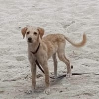 SIRENA, petite boule de bonheur, chienne à adopter