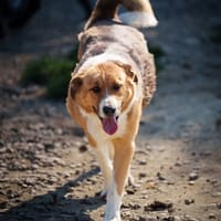 Popp, chien à adopter