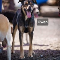 Owen, chien à adopter