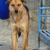 Cosimo, chien à adopter