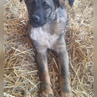 Mocha, chien à adopter