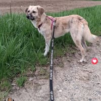 Lucy, chienne à adopter