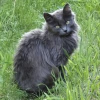 Olga, chatte à adopter