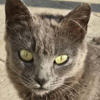 Grace, chatte à adopter