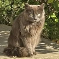 Diva, chatte à adopter