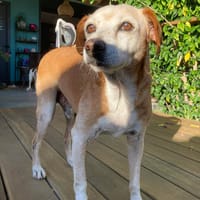 Michel, chien à adopter