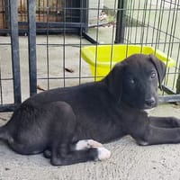 PORTOS, berger créole mâle junior💙, chien à adopter