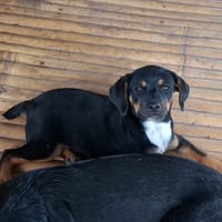 RIGA, Chiot femelle Berger Créole, chienne à adopter