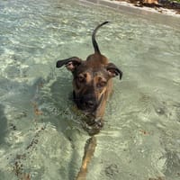 SPICY, Femelle Berger créole, chienne à adopter