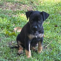 THALIE, chiot femelle Berger Créole, chienne à adopter