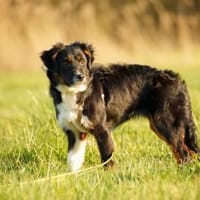 Azula - jung und wild, Hündin zur Adoption