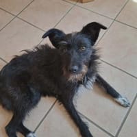 Ruby - lieb und freundlich, Hündin zur Adoption
