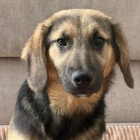 Freundlicher Bernie, Hund zur Adoption
