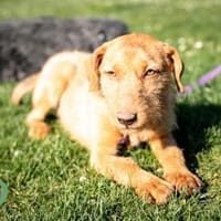 Melissa sucht ein neues zu Hause..., Hündin zur Adoption