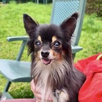 Zeus💕ruhig und ausgeglichen, Hund zur Adoption