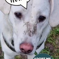 Yang - eine besondere Hündin, Hündin zur Adoption