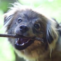 Sprotte - ist jung&dynamisch, Hündin zur Adoption