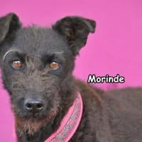 Morinde, Hündin zur Adoption
