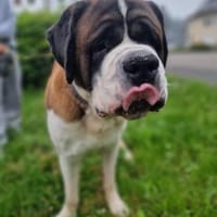 Elvis - gemütlicher  sanfter Riese, Hund zur Adoption