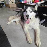 Sasha - wartet in 93176 Bratzhausen, Hund zur Adoption