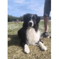 Cosmo - wartet in 97258 Oberickelsheim, Hund zur Adoption