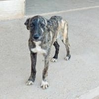 Nano sucht passende Familie, Hund zur Adoption