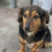 Liesel💕wartet in 67308 Ottersheim, Hündin zur Adoption