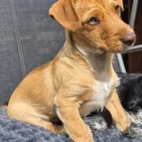 Verschmuster Felix❤ sucht seine Familie, Hund zur Adoption